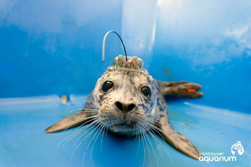 Illustration for article titled Loose Seals! Adorable Baby Seals Released